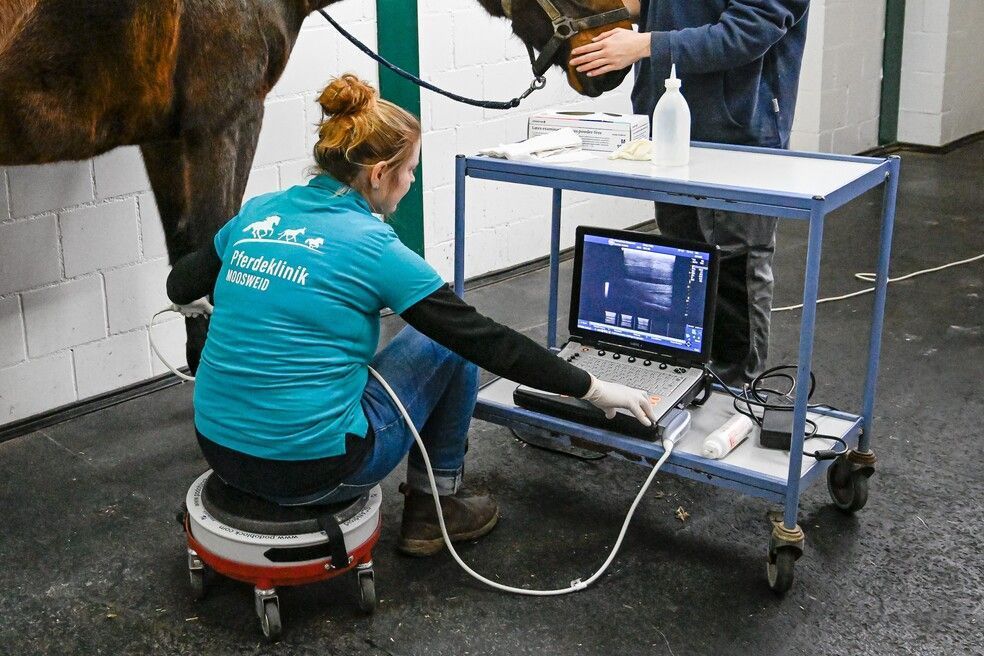 Gesundheitswerte eines Pferdes werden ausgelesen