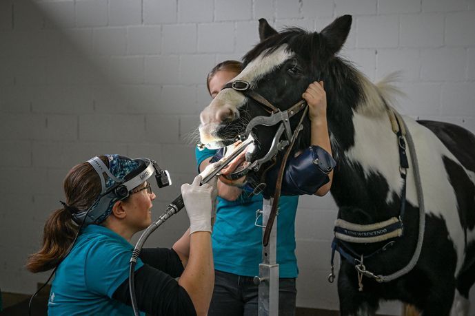Reinigen von Pferdezähnen