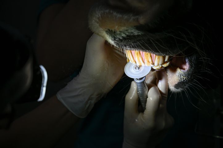 Schleifen von Pferdezähnen