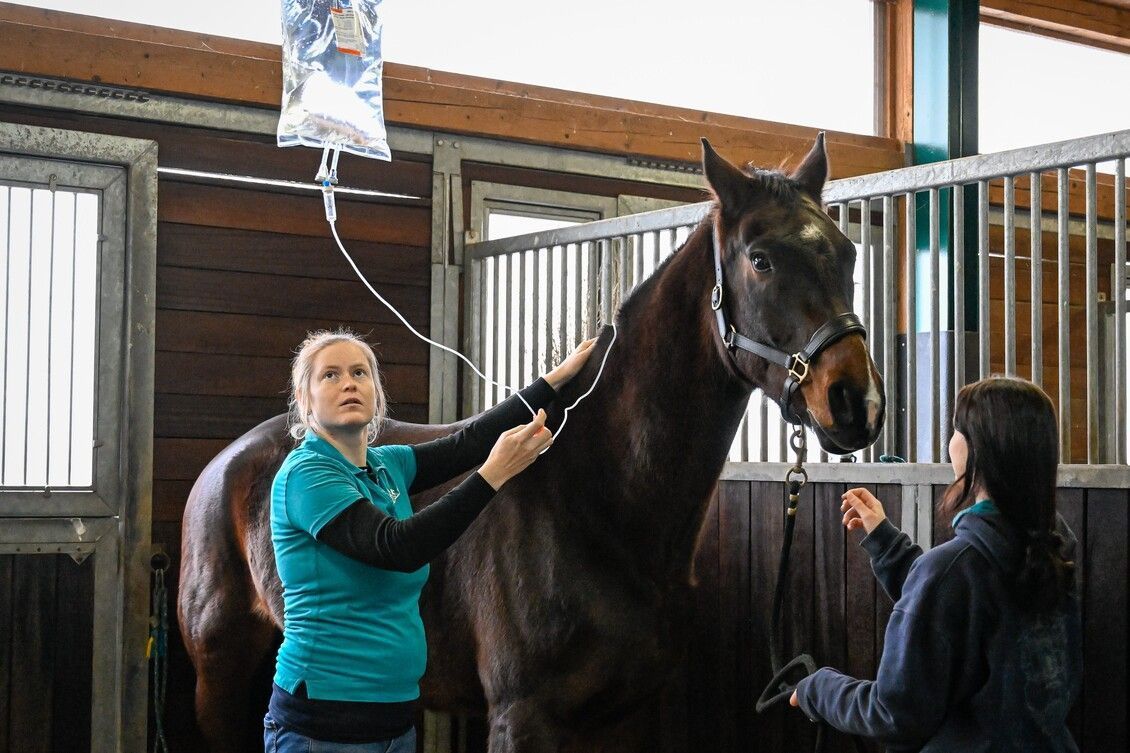 Einem Pferd wird Zuckerwasser zugeführt