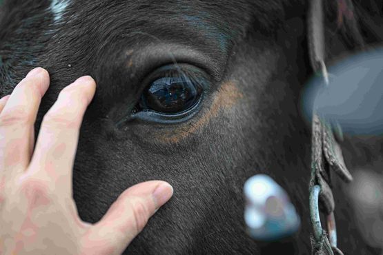 Augenuntersuchung vom Pferd bei der Pferdeklinik Moosweid