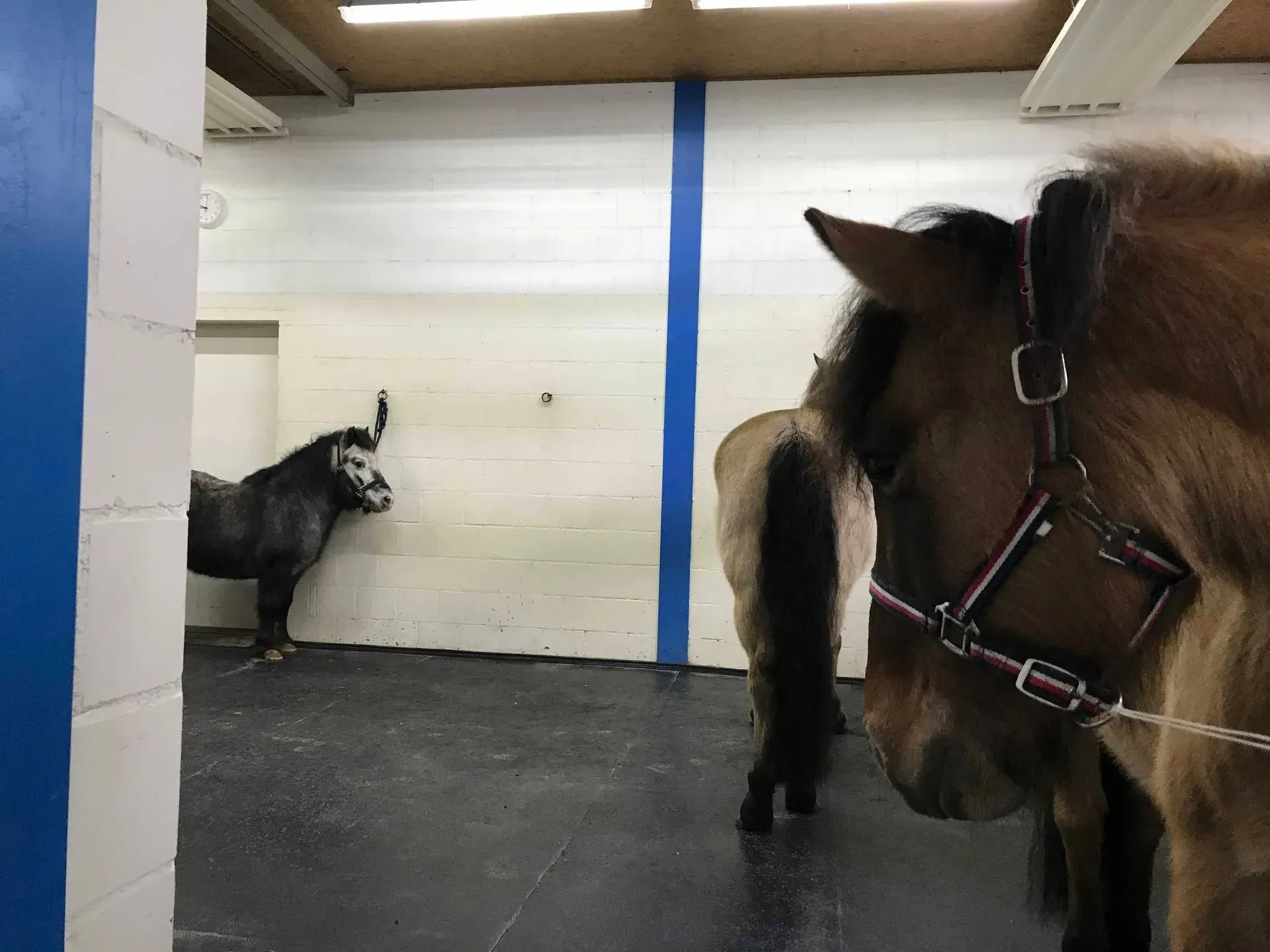 Stall für Pferde und Esel