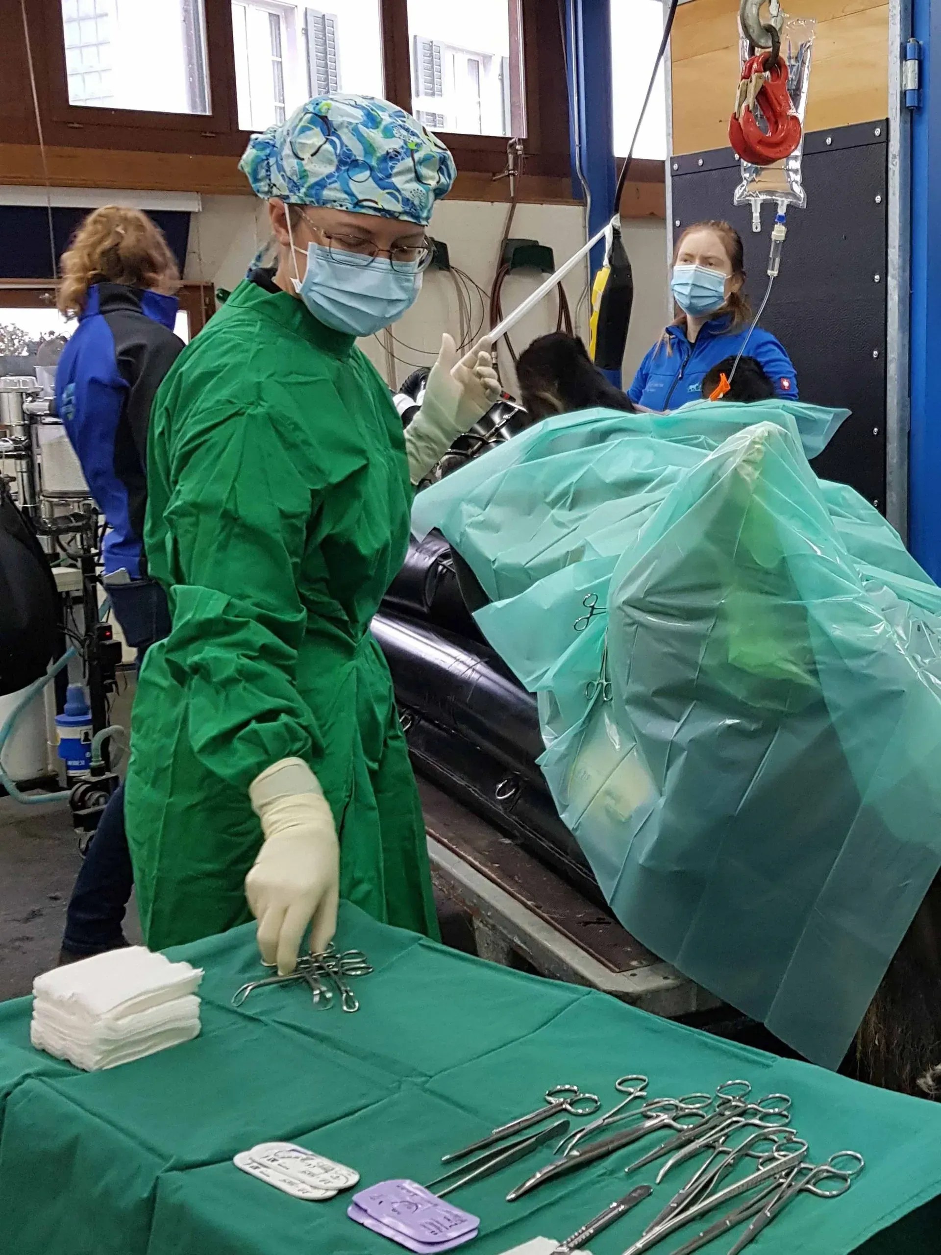 Operation am Pferd bei Pferdeklinik Moosweid