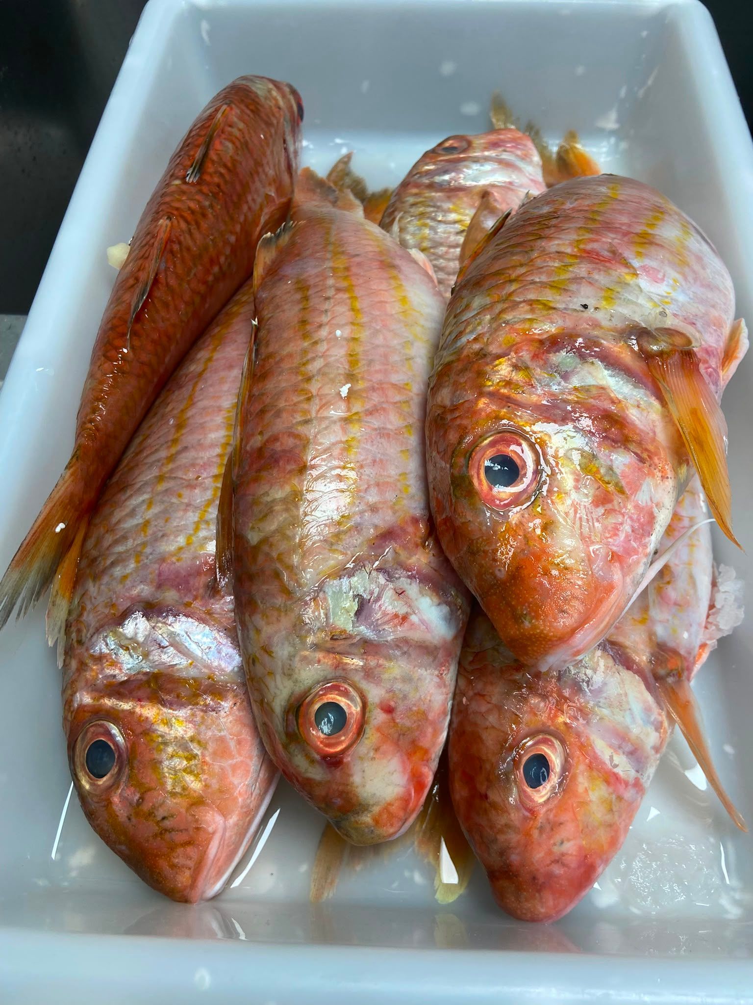 Cuatro pescados rojos crudos sobre hielo en una nevera portátil blanca