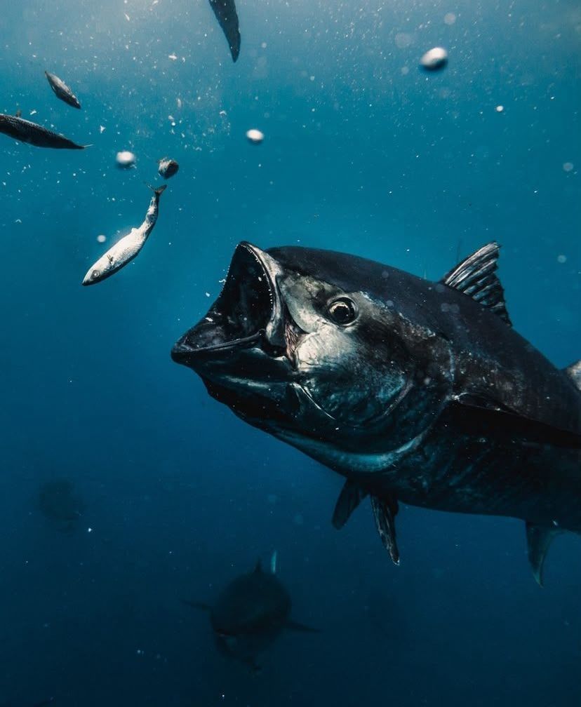 Un gran atún nadando bajo el agua junto a peces más pequeños en una escena de océano azul