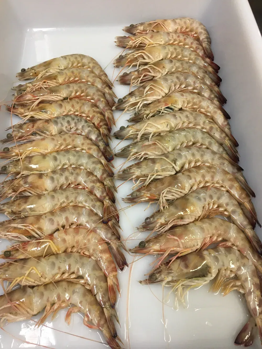 Hileras de camarones crudos, cuidadosamente colocados en una bandeja blanca