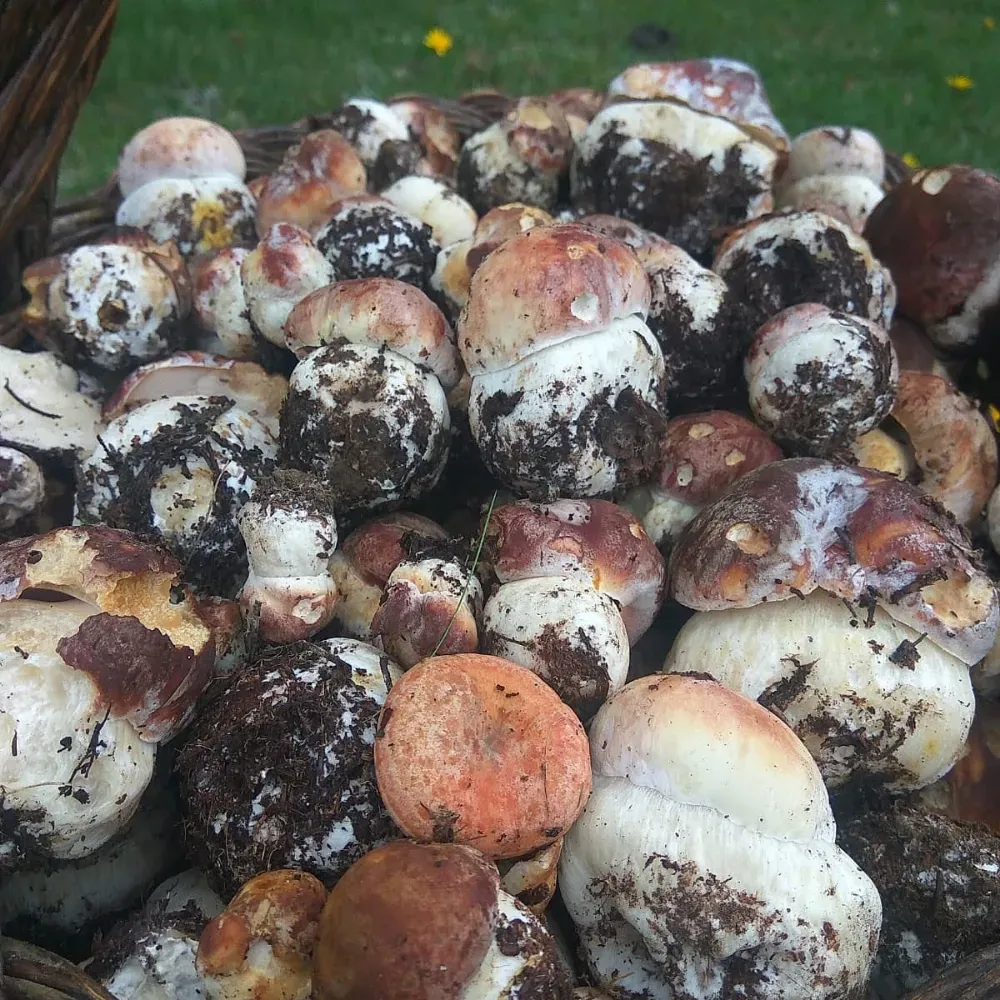 Un montón de champiñones blancos y marrones sucios en el suelo.