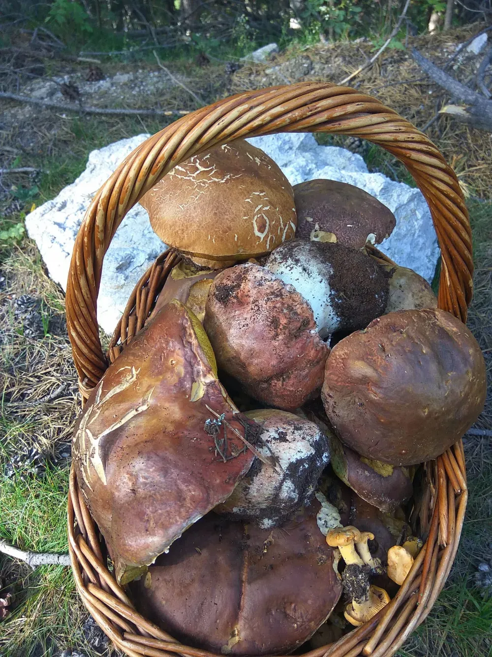 Cesta de setas silvestres variadas sobre el césped, al aire libre