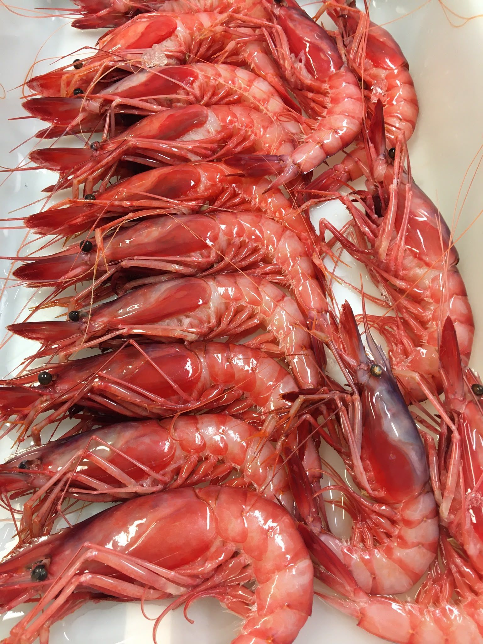 Montón de camarones rojos dispuestos en una bandeja, con un camarón más oscuro visible a la derecha.