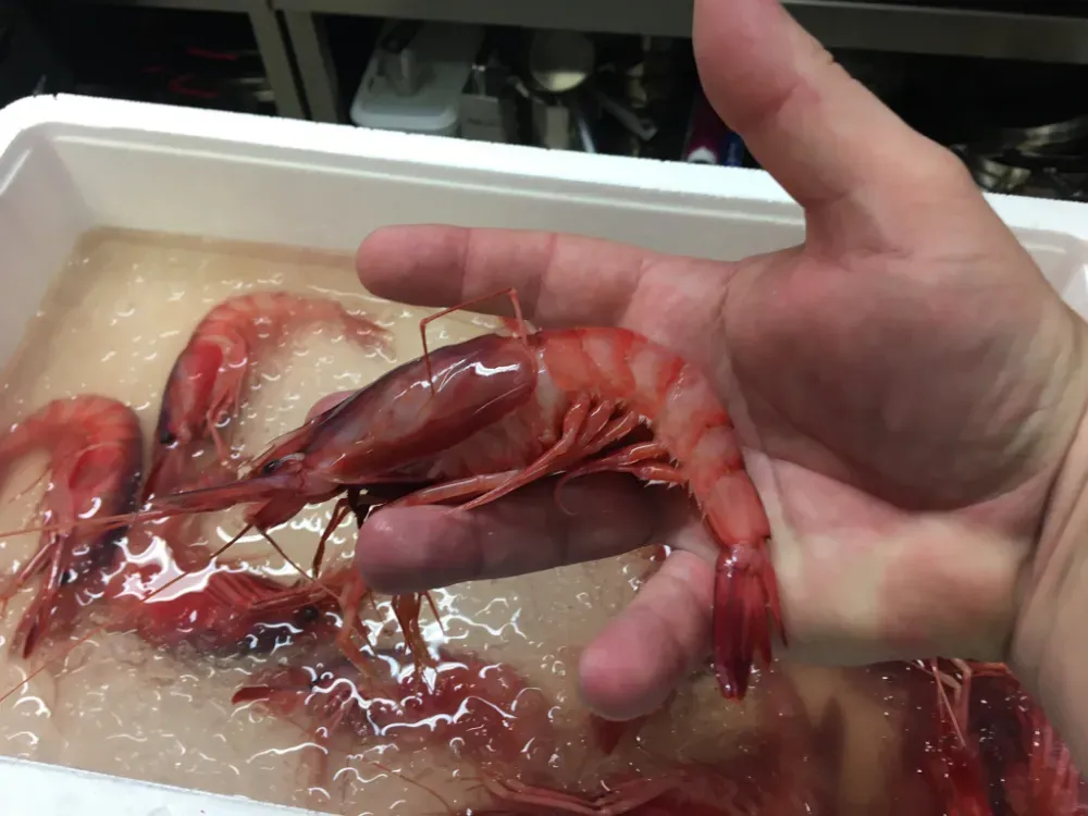 Una mano sosteniendo un langostino rojo grande sobre una bandeja de marisco crudo con hielo