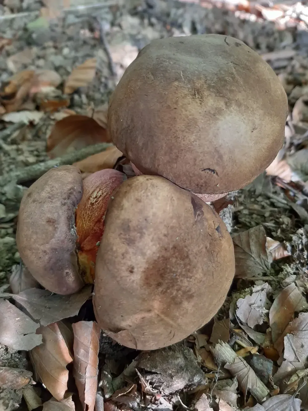 Grupo de setas silvestres marrones que crecen entre hojas secas en el suelo del bosque
