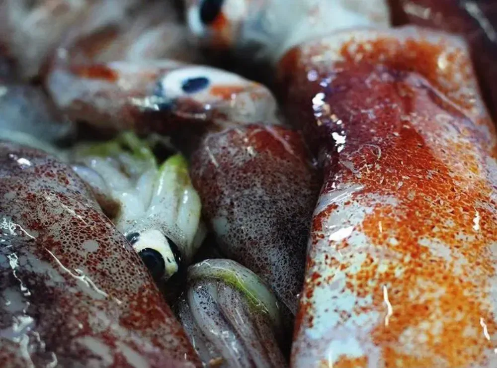 Primer plano de trozos de calamar crudo, con la carne blanca, los ojos negros y un aliño o adobo de color rojo anaranjado.