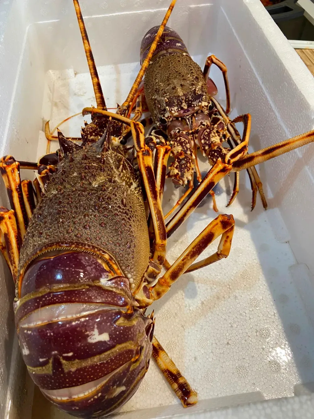 Dos langostas en una nevera portátil de poliestireno blanca, una marrón y otra con rayas moradas, con largas antenas naranjas