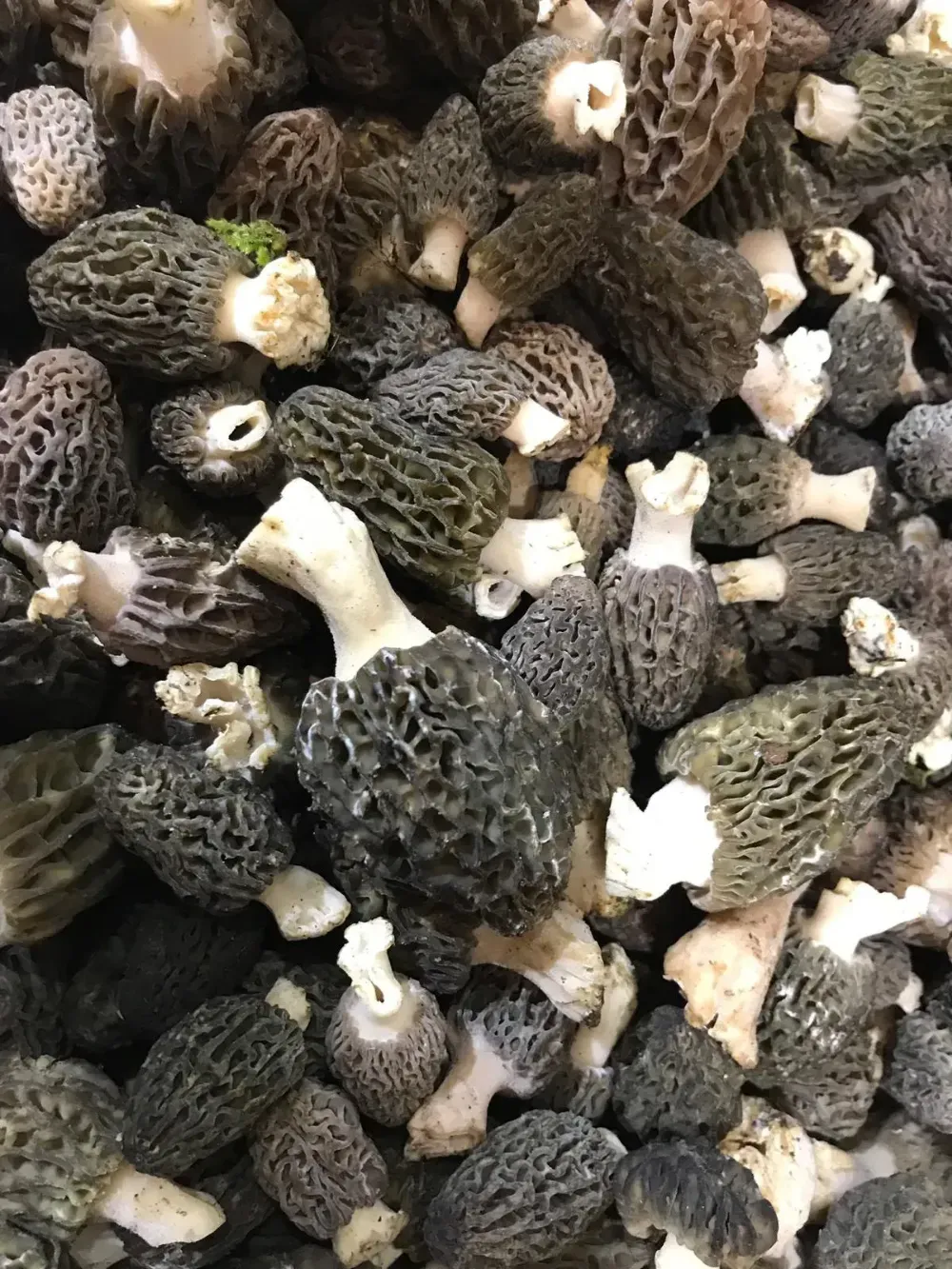 Montón de colmenillas frescas, con sombreros oscuros en forma de panal y tallos claros