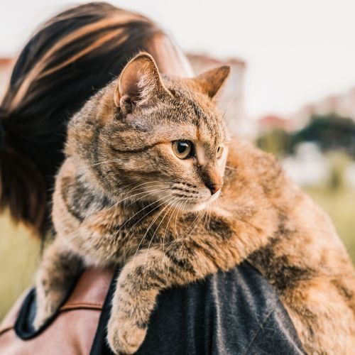 Une femme tient un chat sur son épaule