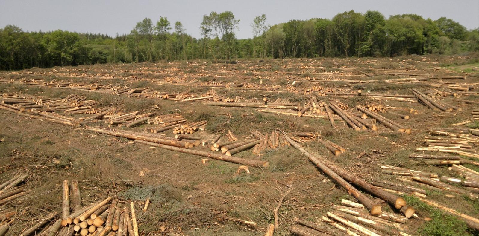Chantier SFGO, exploitation forestière - Société Forestière du Grand Ouest à Trémorel 