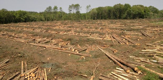 Chantier SFGO, exploitation forestière