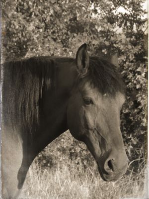 Centre Equestre Les Hauts de Corsinge - Elevage