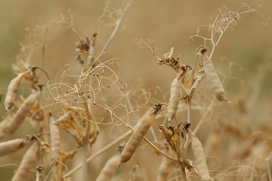 Centre Equestre Les Hauts de Corsinge-Meinier