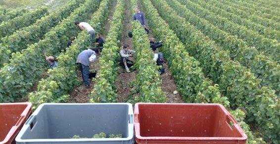 vins - le vignoble du Chatillonnais