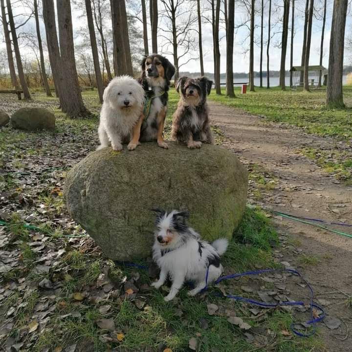 Hunde am See