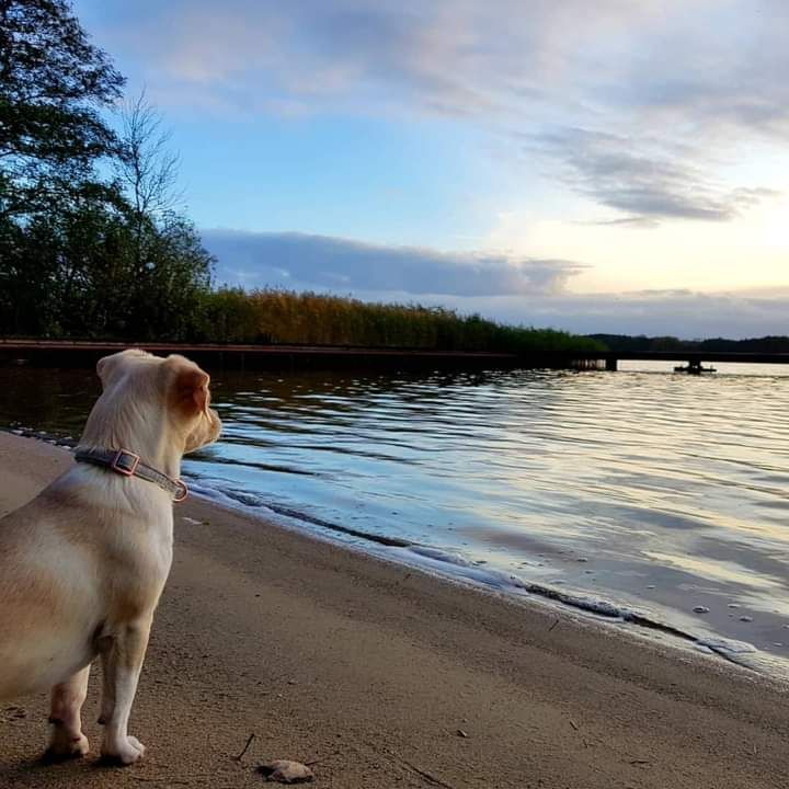 Hund am Badesee