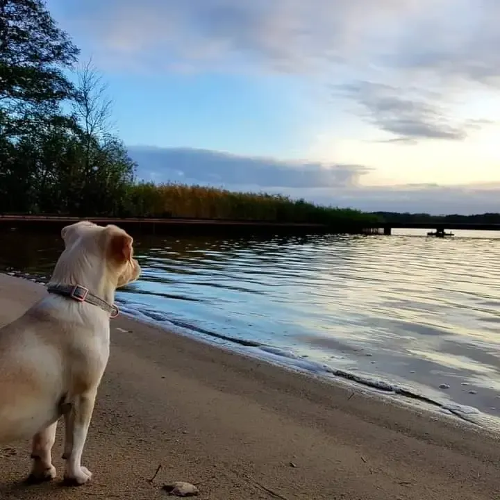 Hund am See