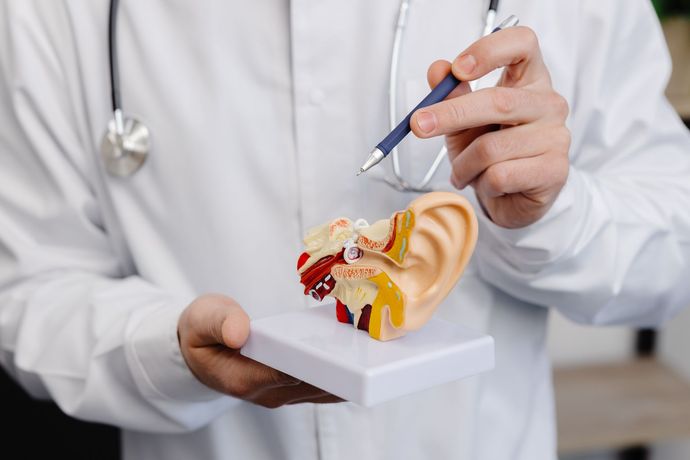 Une oreille en maquette