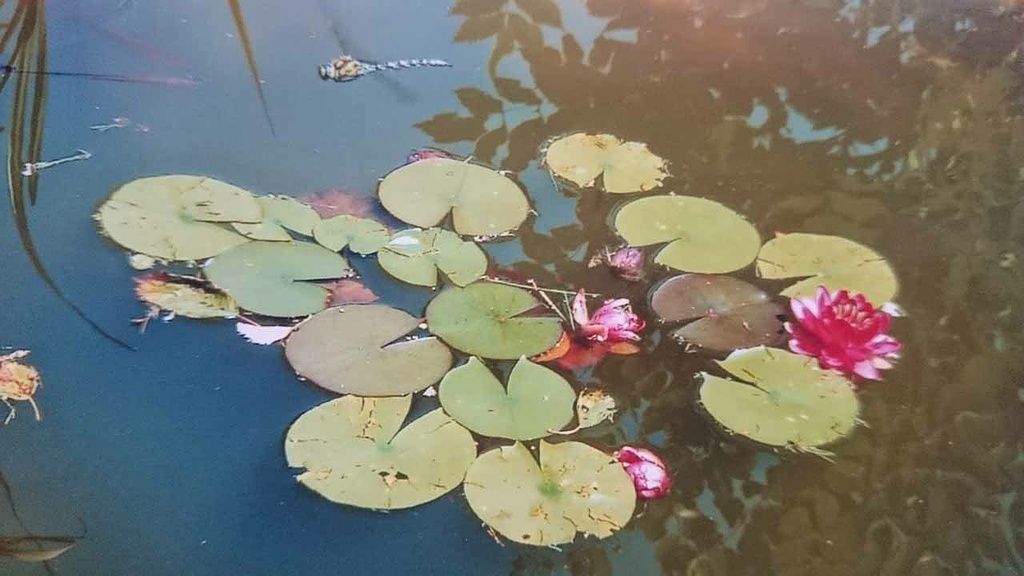 Teich - Schweizer Gartenbau