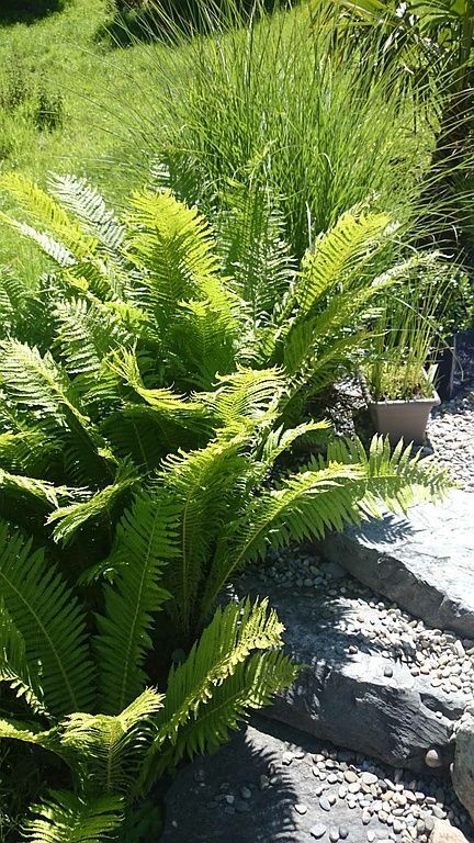 Farn - Schweizer Gartenbau