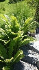 Schweizer Gartenbau • Gartenunterhalt, Gartenpflege, Liegenschaftsunterhalt