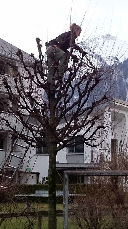 Winterschnitt - Schweizer Gartenbau