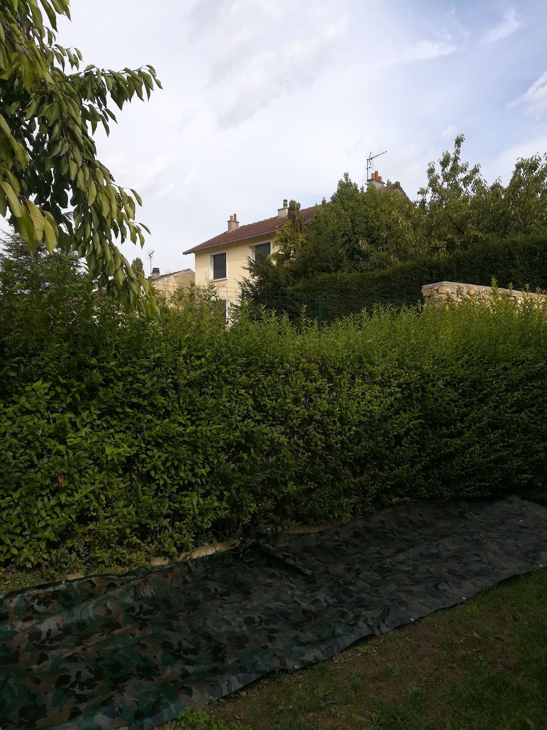 Taille d'une haie - avant