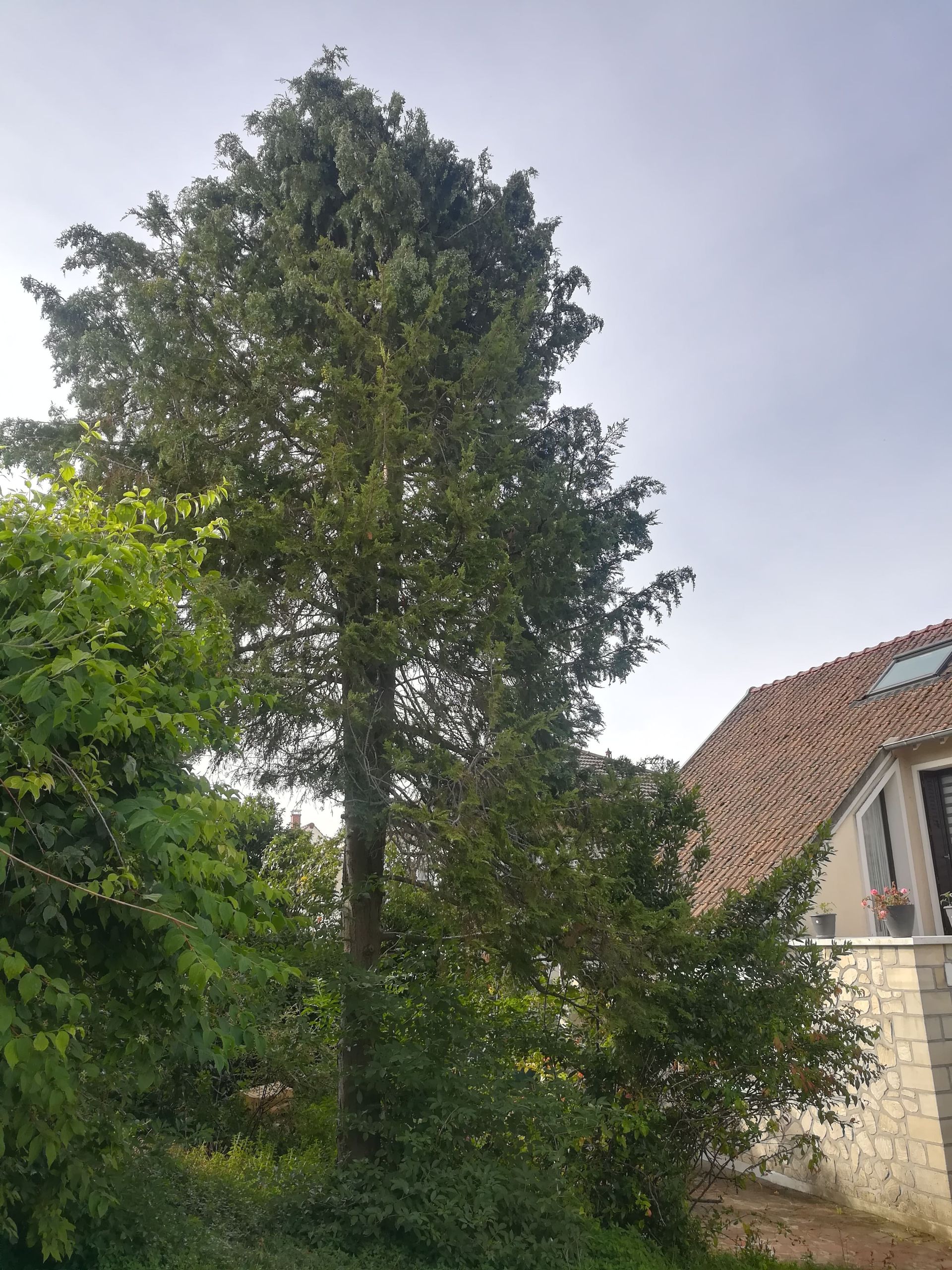 Elagage arbre - avant