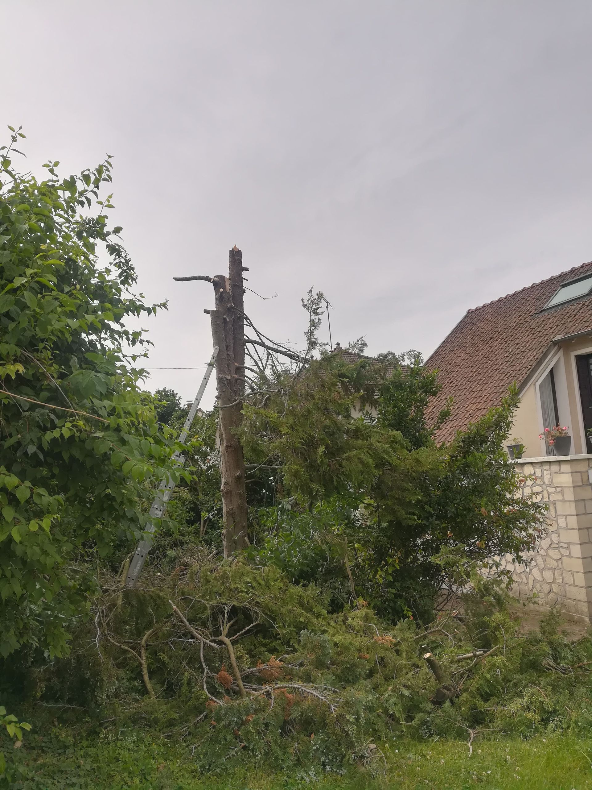 Elagage arbre - après
