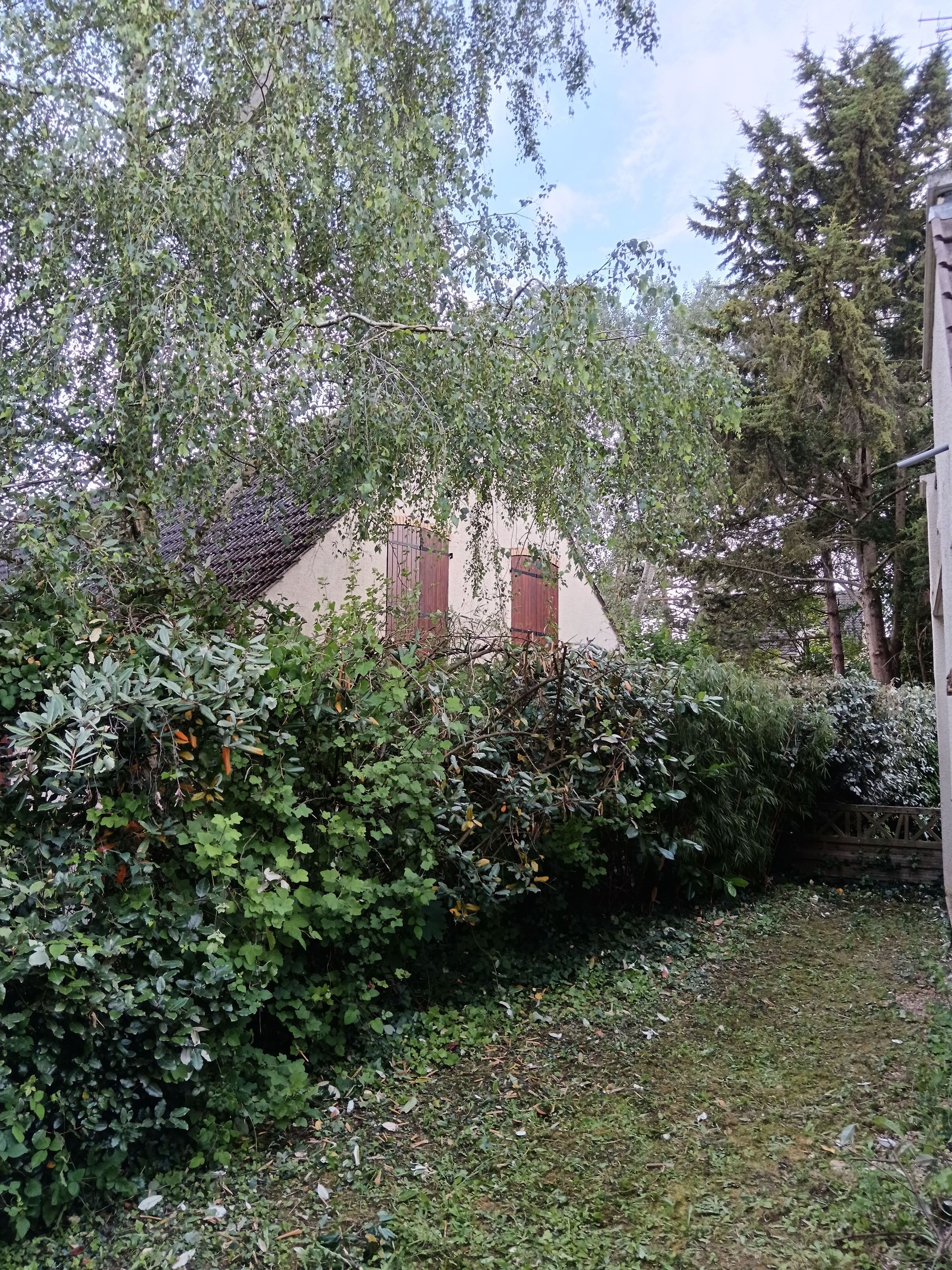 Taille de haie - après