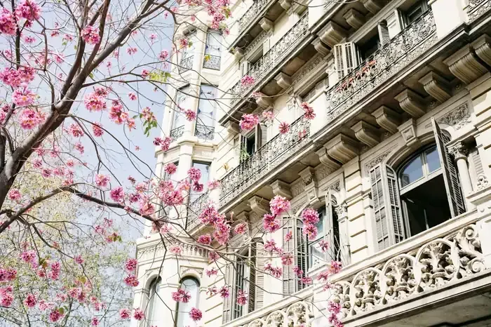 Un árbol rosado en flor enmarca un edificio de estilo europeo con balcones ornamentados, ventanas abiertas.