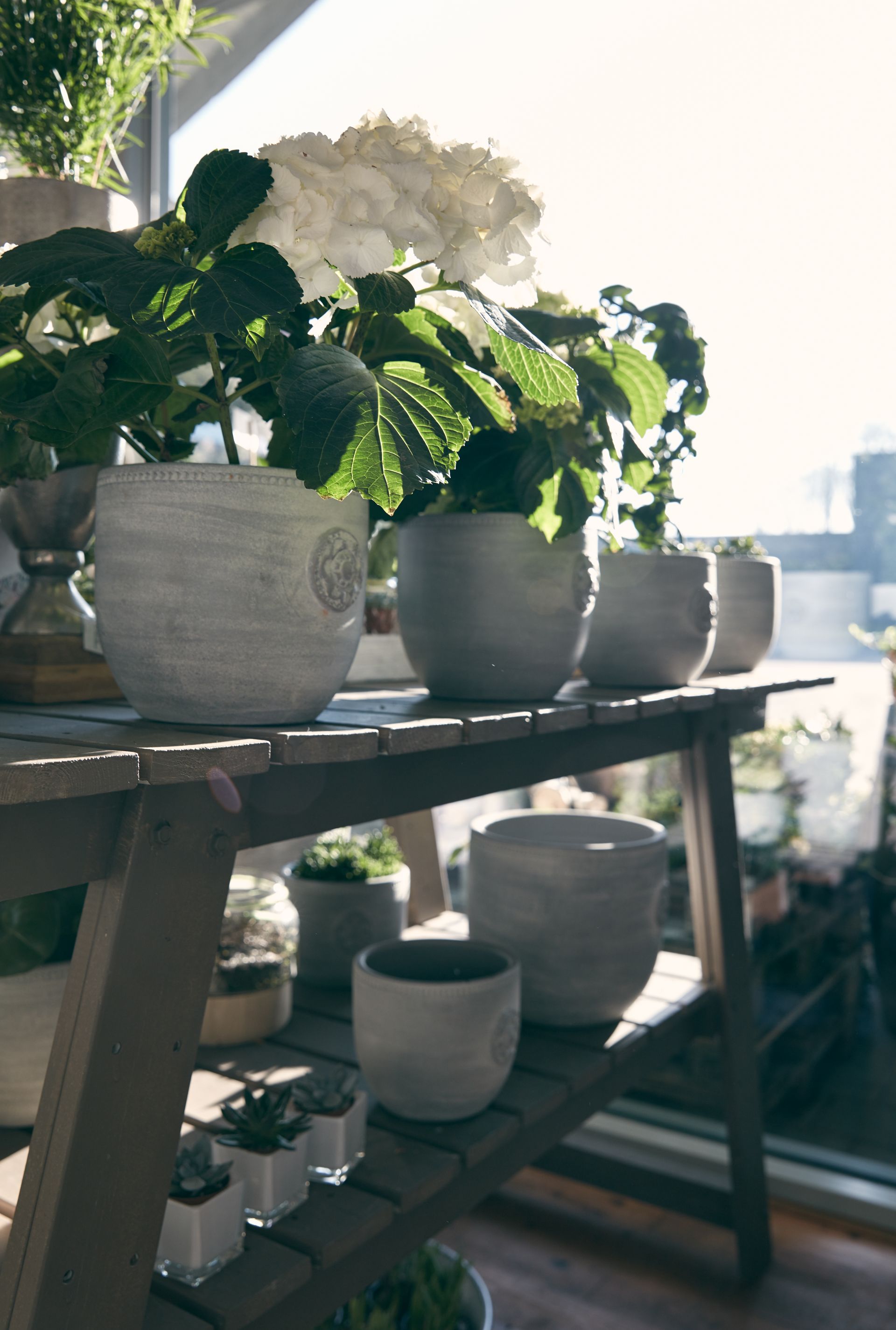 Foto der Gärtnerei mit Pflanzen und Steinkübeln