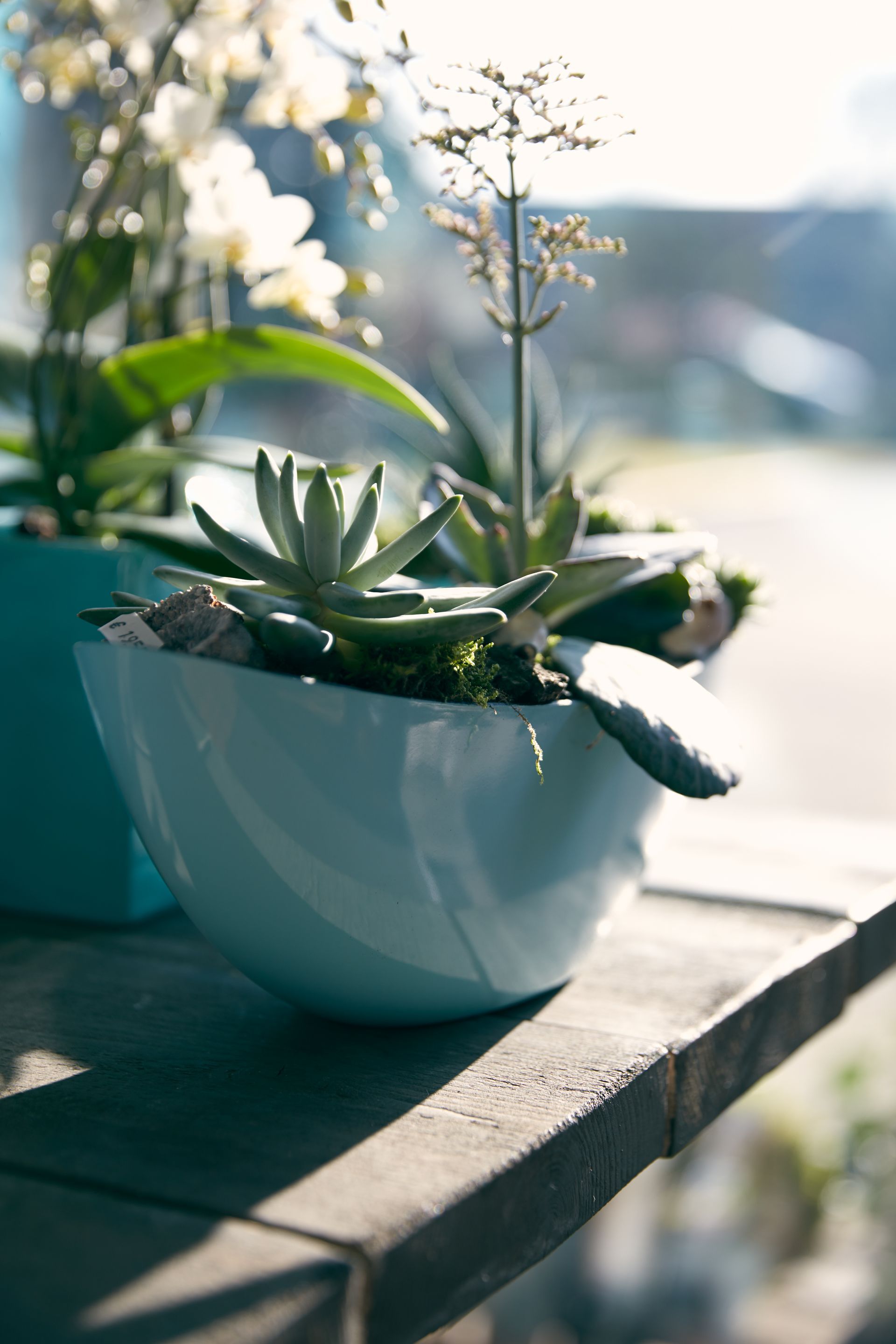 Orchideen und Steinpflanzen im länglichem Übertopf