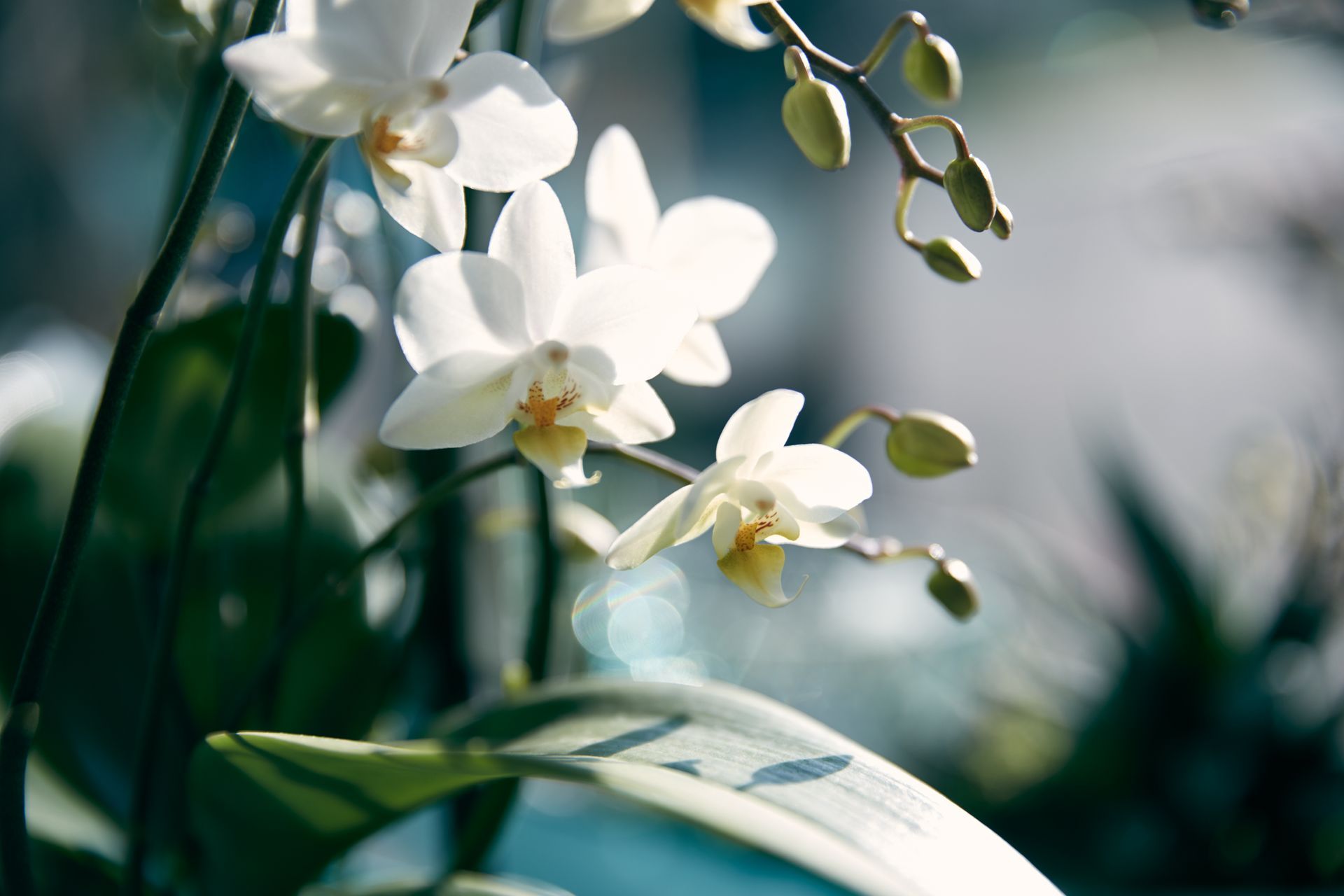 Nahaufnahme von Orchideen