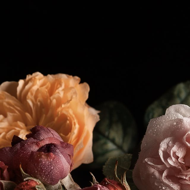 Gros plan sur des roses aux nuances d'orange, de rose et de rouge avec des gouttelettes d'eau sur fond noir.
