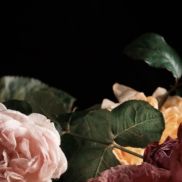 Gros plan sur un bouquet de roses avec des feuilles vertes sur fond noir.