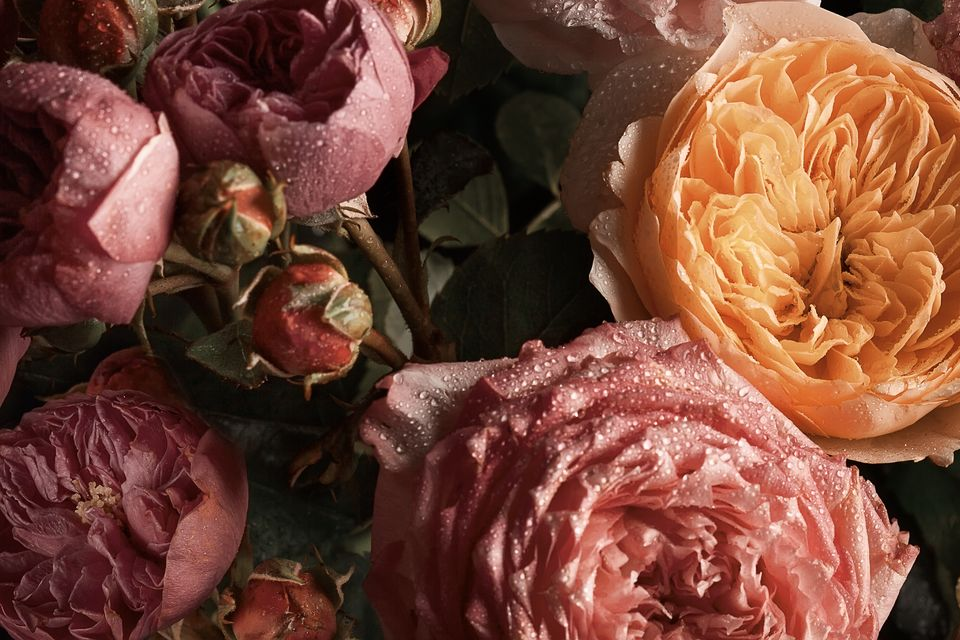 Gros plan sur des roses roses et orange, certaines avec des gouttelettes d'eau.