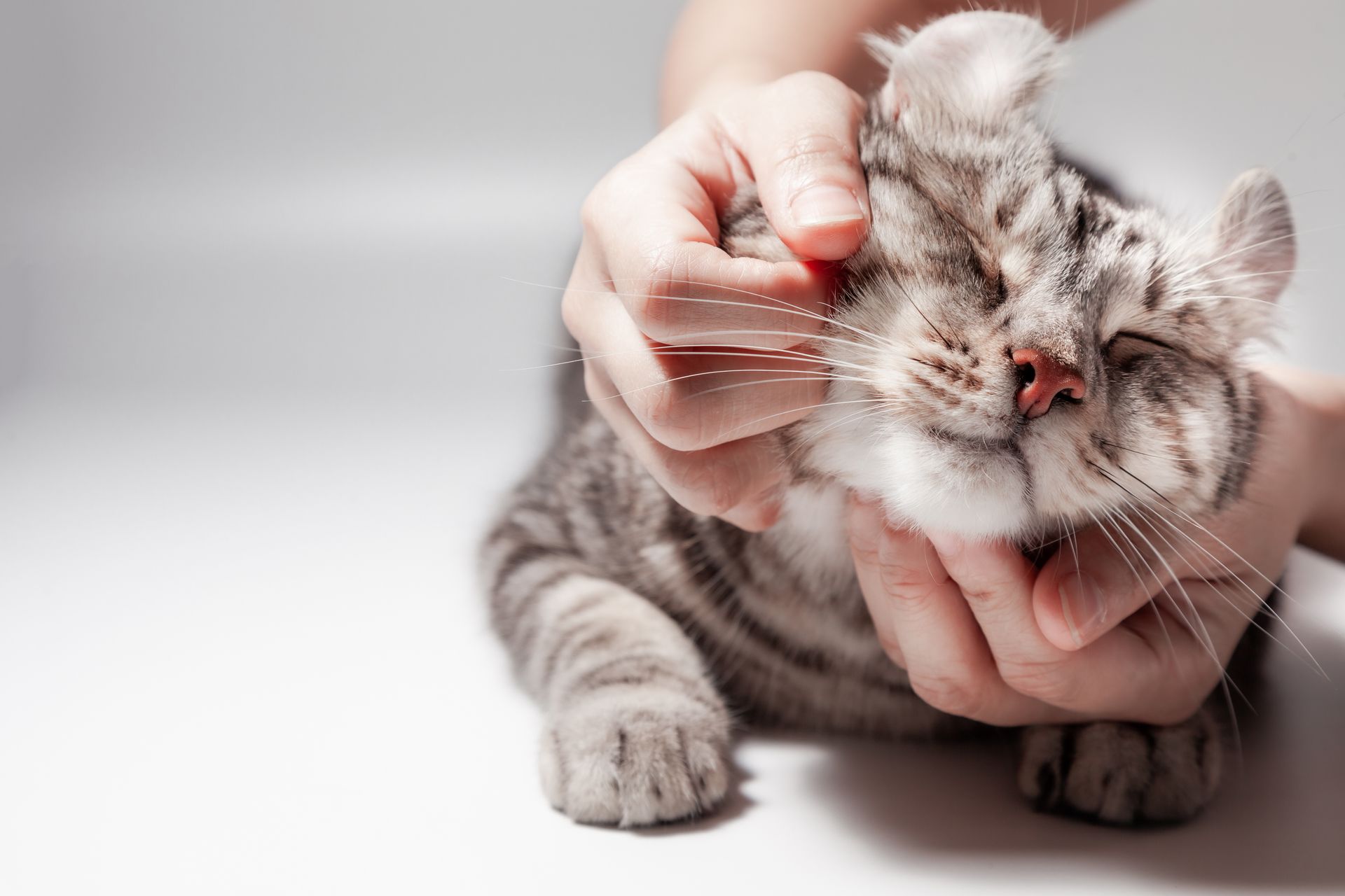 Chat gris fauve se faisant câliner
