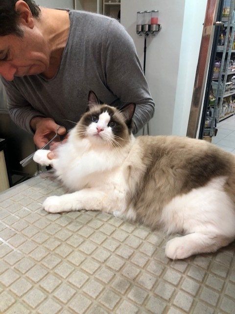 Chat Ragdoll toiletté