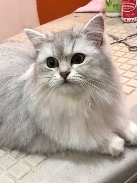 Chat blanc et gris après toilettage