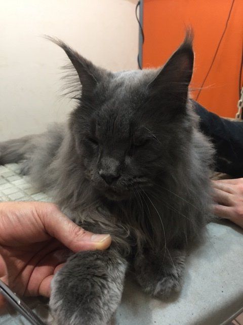 Chat Maine coon gris toiletté