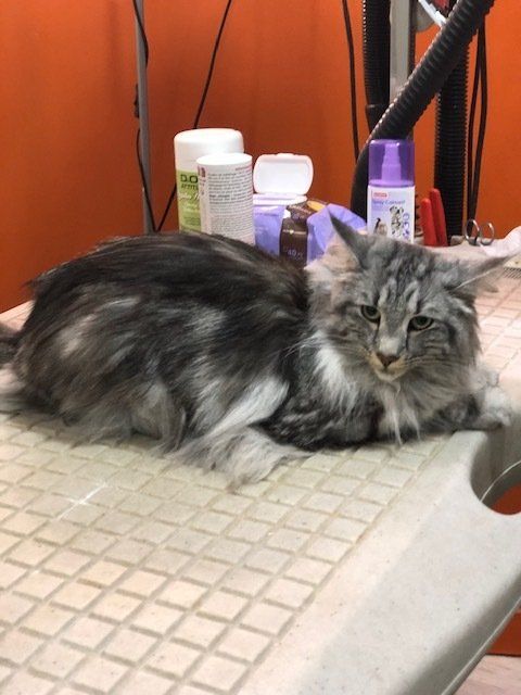 Chat Maine coon après toilettage