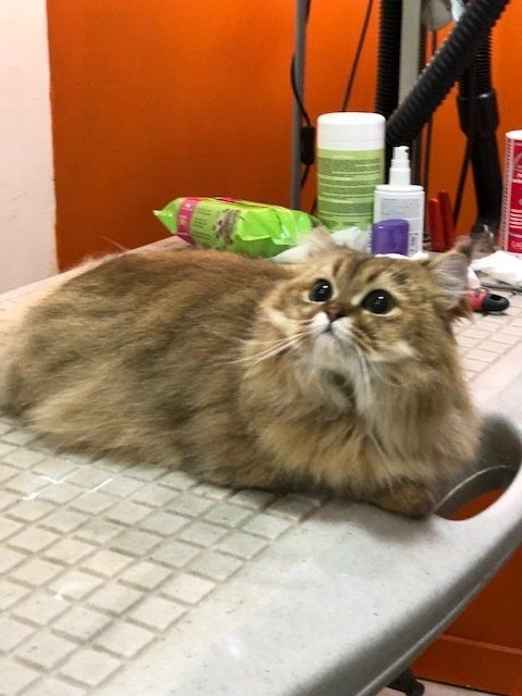 Chat roux après toilettage