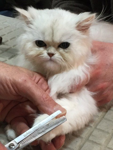 Chat blanc coupe des griffes